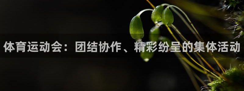 雷鸟体育